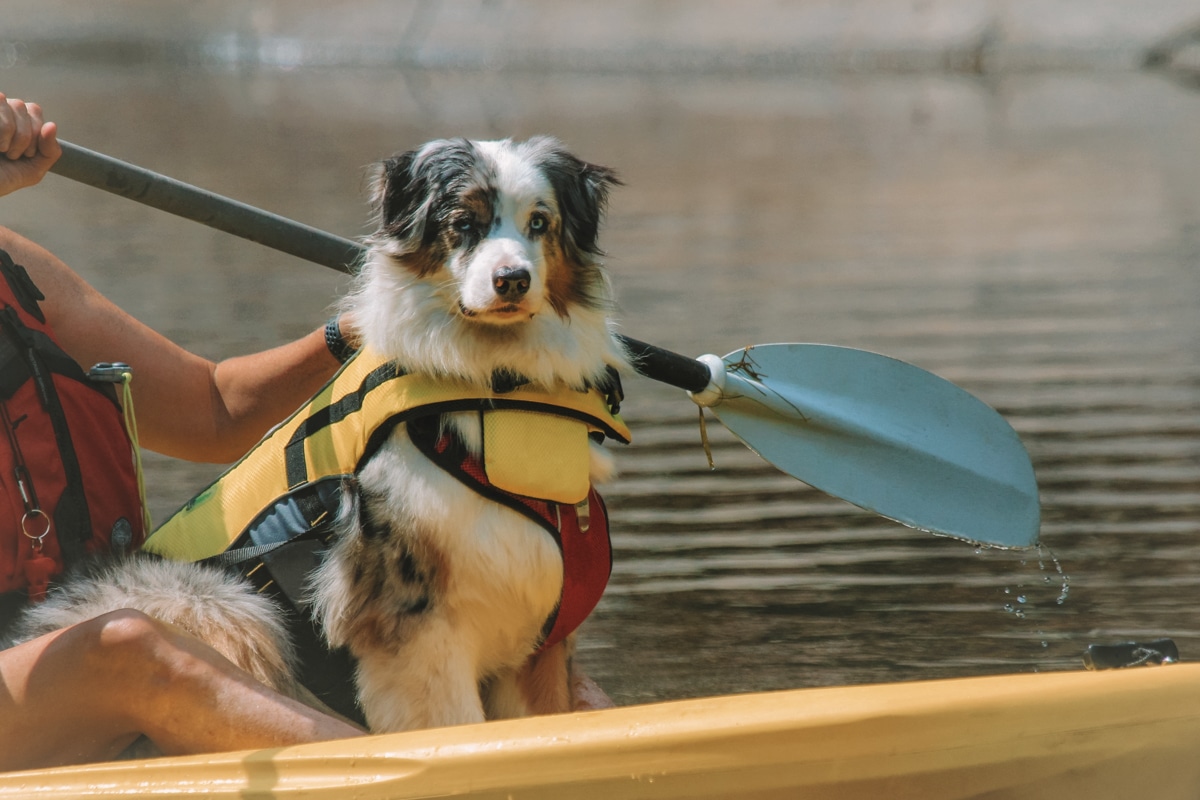 An Australian shepherd sitting in a yellow kayak, wearing a yellow life-vest and looking toward the viewer.